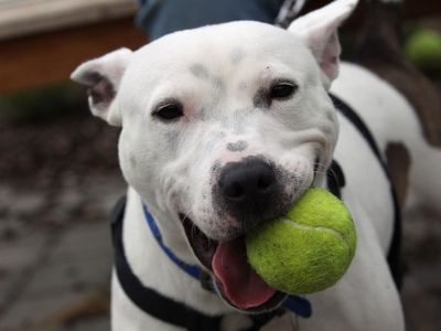 Boy, 5, seriously injured after being attacked ‘by Staffordshire Bull Terrier’