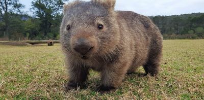 2 biggest threats to wombats revealed in new data gathered by citizen scientists