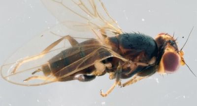 Australia has thousands of fly species. Why do we know so little about them?