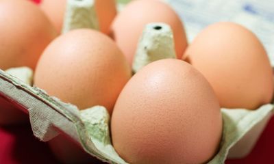 Low-welfare eggs from caged hens imported to UK in ‘staggering’ numbers