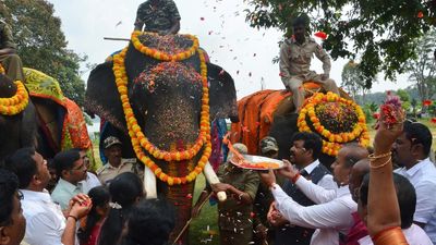 Elephant meant to take part in Shivamogga Dasara gives birth to baby hours before Jambu Savari procession