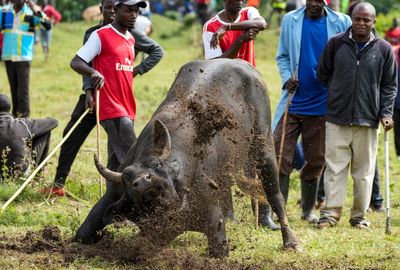 AP PHOTOS: Thousands attend a bullfighting competition in Kenya despite the risk of being gored