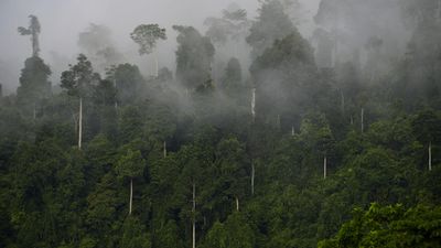 World 'failing' on pledge to stop deforestation by 2030