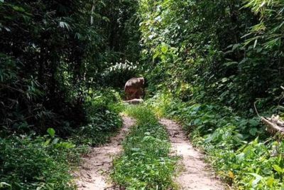 Village headman killed by wild elephant