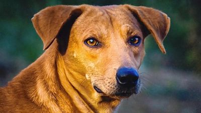 Ban on dog imports | Centre appeals in Madras High Court against single judge’s verdict