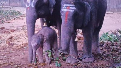 Shivamogga Dasara: Ambari to be taken in vehicle after elephant delivers baby