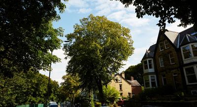 Chainsaws, disguises and toxic tea: the battle for Sheffield’s trees