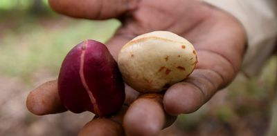 Kola nut: from nanofertiliser to protecting metals from corrosion – our research finds new uses for the valuable plant