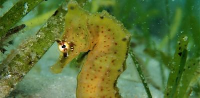 Tiny and mysterious: research sheds light on sub-Saharan Africa’s seahorses, pipefish and pipehorses