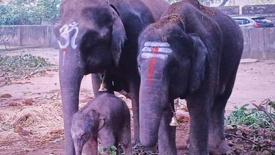 Dasara elephant gives birth hours before procession in Shivamogga