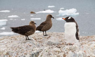‘Catastrophic’: bird flu reaches Antarctic for the first time
