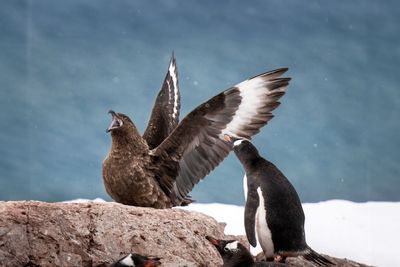Bird flu hits Antarctica