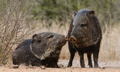 Hungry javelinas plague prestigious Arizona golf course with oversized divots