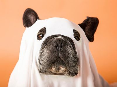 Can pets see ghosts?