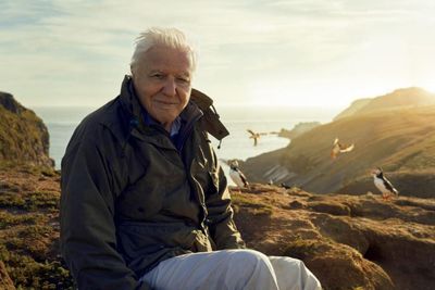 Beloved David Attenborough series Dynasties 'axed' by the BBC in 'huge blow'