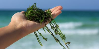 People in Europe ate seaweed for thousands of years before it largely disappeared from their diets – new research