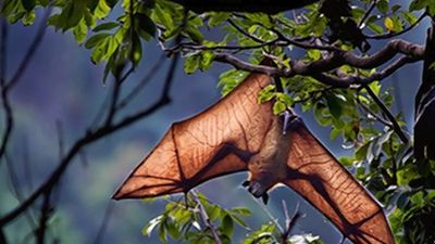 Nipah virus antibodies detected in bats in Wayanad
