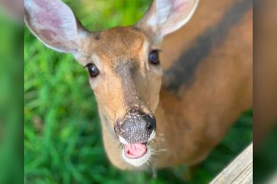 ‘Justice for Annie’ campaign launched after beloved deer shot dead by police