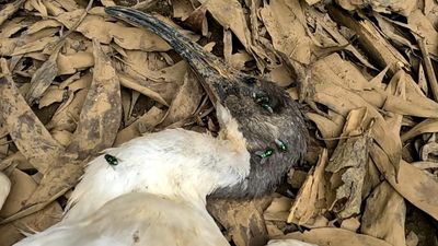 Several birds die at Gudavi bird sanctuary in Sorab taluk