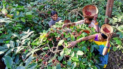 Coffee harvesting begins early in the Agency area of Alluri Sitharama Raju district this year