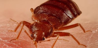 Bed bugs are a global problem, yet we still know so little about how they spread