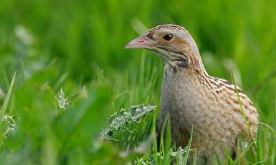 Hope endangered corncrake can be saved as numbers increase in Scotland