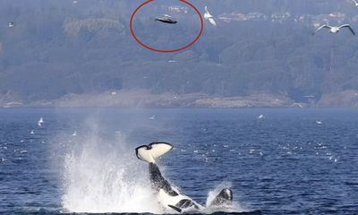 Watch: Orca punts seal 70 feet into the air ‘among the gulls’