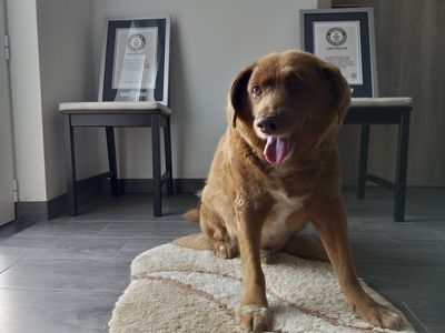 Bobi, the world's oldest dog ever, dies at 31