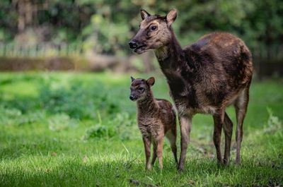 Rare Philippine Spotted Deer Born At Chester Zoo In Conservation Win