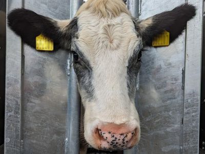 Two cows beheaded in overnight attack on farm ‘to harvest black market meat’