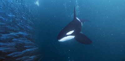 Toxic diets: Canadian orcas face high risks of pollution-related health effects