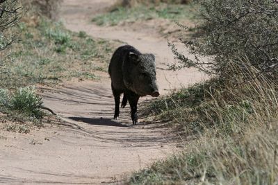 A warmer than usual summer blamed for hungry, hungry javelinas ripping through Arizona golf course