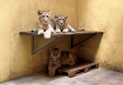 Zoo Fights To Bring Abandoned Lioness And Cubs To UK After War-Torn Ordeal