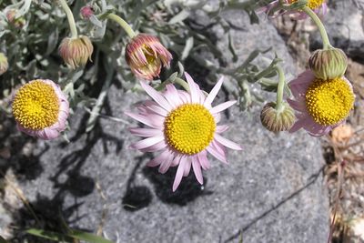 Rare wildflowers protected in California