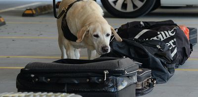 Drug detection dogs often get it wrong, and it's a policing practice that needs to stop