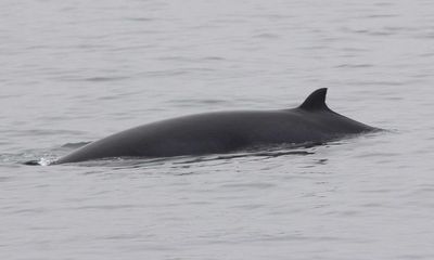 Scottish whale watchers’ photos used to gain insights into animals’ habits