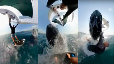 A Sydney Windsurfer Got Body-Slammed By A Whale And Imagine Having To Make That Sickie Call