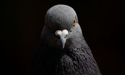 Pigeons problem-solve similarly to artificial intelligence, research shows