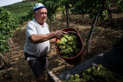 Italy loses its crown as Europe's top wine producer as hailstorms, floods and a soggy spring ruin its harvest