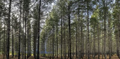 A mystery disease hit South Africa's pine trees 40 years ago: new DNA technology has found the killer