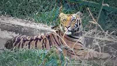 Panel assesses progress of tiger rewilding project