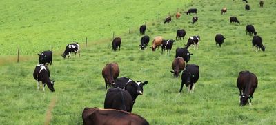 NZ farmers help antibiotic resistance fight – but human case is being lost