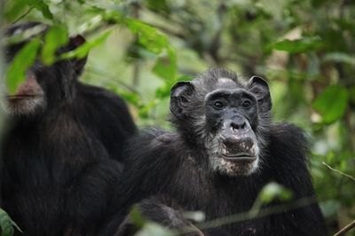 Wild Chimps Confirmed to Possess A Rare Evolutionary Trait Shared With Humans