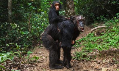 Wild female chimps live long post-menopause life, study suggests