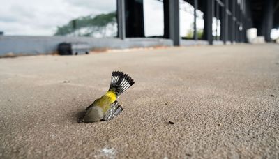 McCormick Place Lakeside Center to shut off or dim lights to protect migrating birds