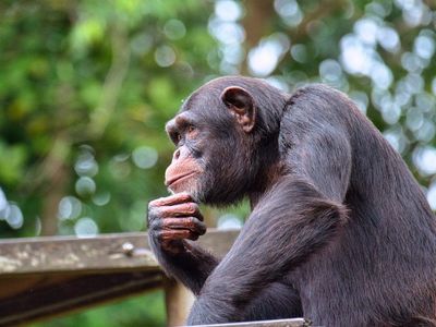 Chimpanzees Experience Menopause, Similar To Humans, Study Finds