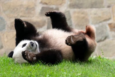 DC pandas will be returning to China in mid-November, weeks earlier than expected