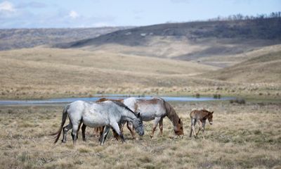 Feral horses to be shot from the air at Kosciuszko national park as entire ecosystem ‘under threat’