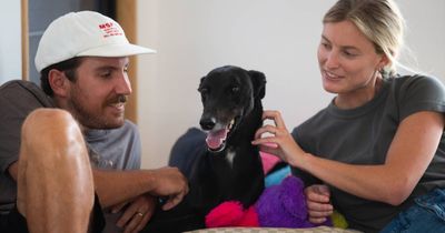 'Super cute': Chance to adopt a greyhound