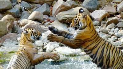 Karnataka Forest Department official arrested for possession of tiger claw, suspended